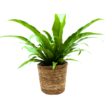 Asplenium Ninho de Passarinho (Asplenium nidus) em vaso de fibra natural, samambaia de interior com folhas verdes largas e brilhantes