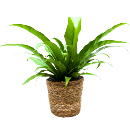 Asplenium Ninho de Passarinho (Asplenium nidus) em vaso de fibra natural, samambaia de interior com folhas verdes largas e brilhantes