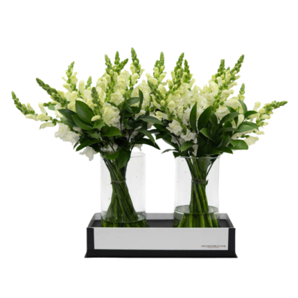 Arranjo de flores Boca de Leão Branca em vaso de vidro com base preta, ideal para presentear ou decorar ambientes refinados em Moema.