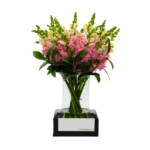 Arranjo de flores Boca de Leão Cor-de-Rosa em vaso de vidro transparente, com base preta elegante e folhagem verde decorativa.