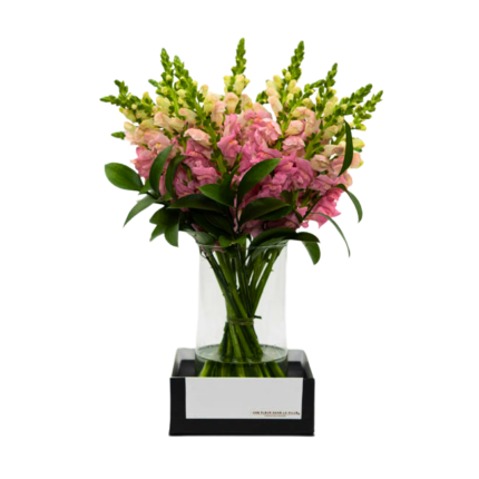 Arranjo de flores Boca de Leão Cor-de-Rosa em vaso de vidro transparente, com base preta elegante e folhagem verde decorativa.