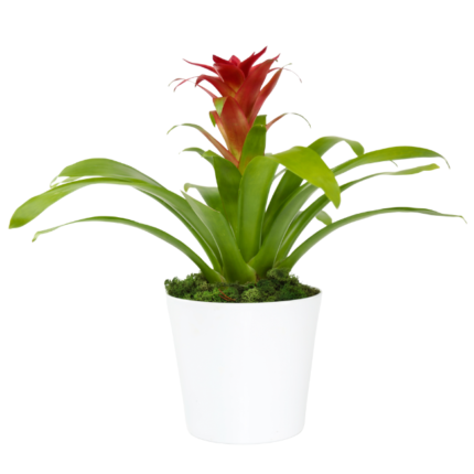 Bromélia Guzmania com flor vermelha vibrante em vaso branco, planta tropical de interior, ideal para presente.