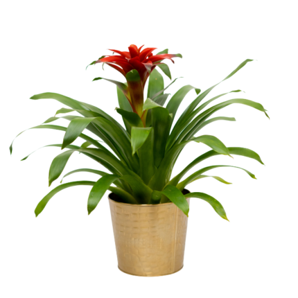 Planta Bromélia Guzmania, folhagem verde brilhante e inflorescência vermelha, disponível para compra online em São Paulo.
