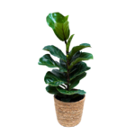 Jibóia Elegance – Folhagem Premium em Bacia Branca