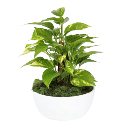 Jiboia (Epipremnum aureum) em vaso branco, planta de interior fácil de cuidar, ideal para decoração de casa e escritório.