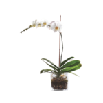 Orquídea branca em vaso de vidro com acabamento premium, presente elegante para homens sofisticados em Moema - Orquídea Pink - Mariamália.