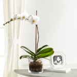 Orquídea branca em vaso de vidro com acabamento premium, presente elegante para homens sofisticados em Moema - Orquídea branca - Mariamália.