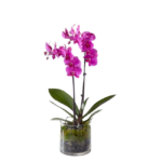 Orquídea pink em vaso de vidro com acabamento premium, presente elegante para pessoas sofisticadas em São Paulo - Orquídea Pink - Mariamália.