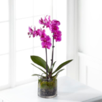 Orquídea pink em vaso de vidro com acabamento premium, presente elegante para homens sofisticados em Moema - Orquídea Pink - Mariamália.