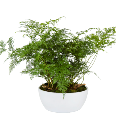 Samambaia Renda Francesa (Asparagus setaceus) em vaso branco, planta de interior com folhagem delicada, ideal para decoração.