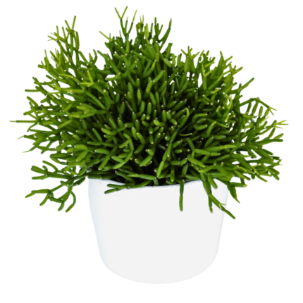Suculenta Ripsalis Coral (Rhipsalis cereuscula) em vaso branco, planta de interior com caules ramificados e textura única, ideal para decoração.