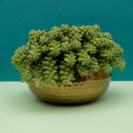 Suculenta Sedum morganianum (Dedo-de-Moça) exuberante em vaso dourado martelado, ideal para decoração moderna.