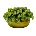 Suculenta Sedum morganianum (Dedo-de-Moça) exuberante em vaso dourado martelado, ideal para decoração moderna.