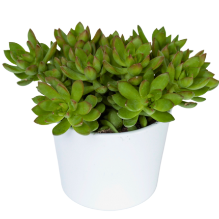 Suculenta Sedeveria Letizia em um vaso branco