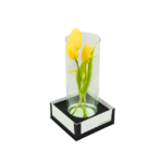 Tulipas Amarelas em Vaso - Zaya P