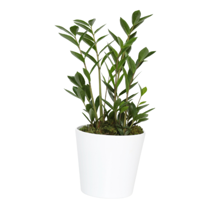 Planta Ripsalis de folhas verdes e cilíndricas, presente exótico e fácil de cuidar, disponível para compra online em São Paulo.