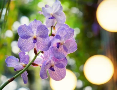 Aprenda os cuidados essenciais