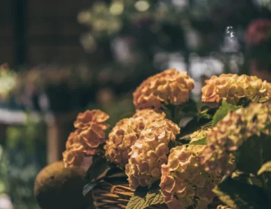 Hortênsias brancas com rosa em cenário escuro iluminadas por luz amarela posicionadas sob uma cesta de palha. O fundo também é escuro e borrado.