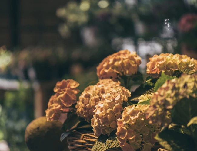 Hortênsias brancas com rosa em cenário escuro iluminadas por luz amarela posicionadas sob uma cesta de palha. O fundo também é escuro e borrado.