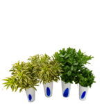 Kit de Dracena Variegata no Vaso Alicja