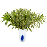 Arranjo de folhagem dracena variegata em vaso de vidro polonês branco com detalhe azul, ideal para decoração de interiores sofisticados ou presente minimalista de luxo.