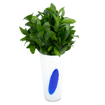 Arranjo de folhagem de ruscus em vaso de vidro polonês branco com detalhe azul, ideal para decoração de interiores sofisticados ou presente minimalista de luxo.