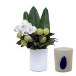 Arranjo de orquídeas brancas e folhagens tropicais em vaso artesanal polonês com detalhe azul.