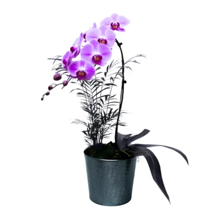 Orquídea pink natural em cachepot grafite com folhagem decorativa.
