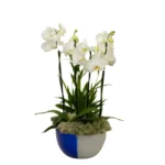 Arranjo de orquídeas brancas Phalaenopsis em vaso de vidro polonês bicolor, branco e azul cobalto.