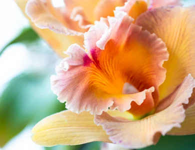 como cuidar de orquideas