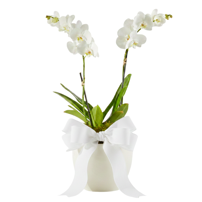 Orquídea branca phalaenopsis dupla haste em vaso elegante com laço branco, presente sofisticado para casas de alto padrão