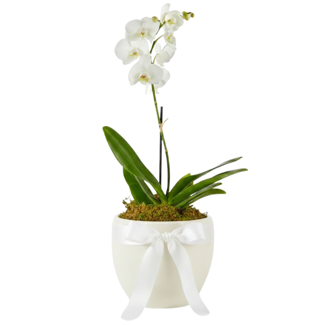 Orquídea Phalaenopsis de pétalas brancas e miolo suave, plantada em vaso de cerâmica arredondado branco com acabamento em musgo verde e um laço de cetim branco acetinado, isolada em fundo branco.