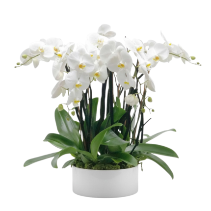Bacia de orquídeas brancas phalaenopsis de luxo em vaso minimalista, arranjo sofisticado para casas de alto padrão e decoração elegante