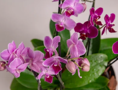 Dicas e cuidados Unefleur