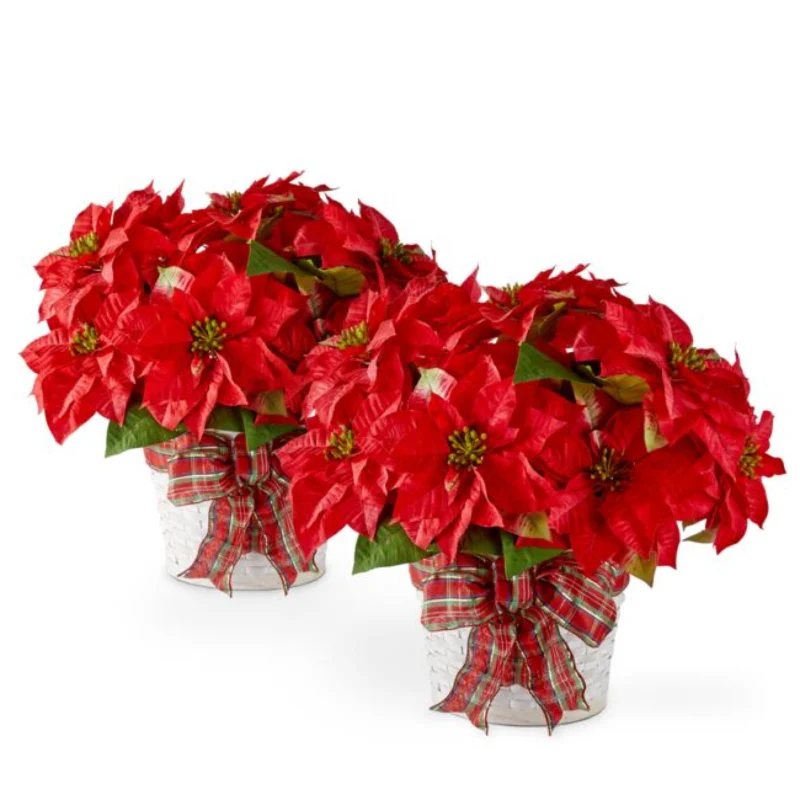 Poinsétia de Natal Dupla