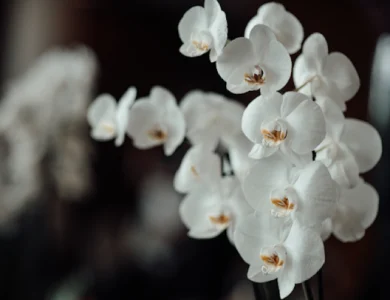 Orquídeas brancas_ elegância atemporal para presentear e decorar_