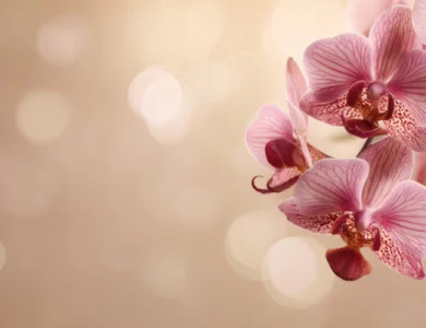 Orquídeas rosa e pink significados e como escolher