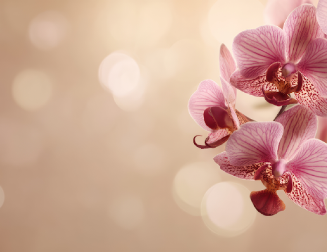 Orquídeas rosa e pink significados e como escolher