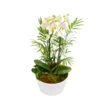 Bacia branca com 1 pote de orquídeas com hastes duplas. Presente original , ideal para decoração de interiores em São Paulo.