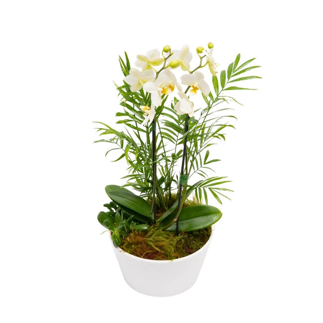 1 Bacia branca com 1 pote de orquídeas com hastes duplas. Presente original , ideal para decoração de interiores em São Paulo.
