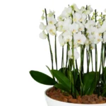 Orquideas lindas para presentear