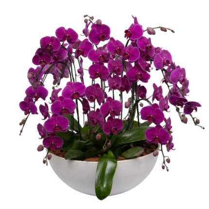 Bacia de orquídeas Phalaenopsis Pink com flores em tons vibrantes de rosa e roxo, folhagens verdes exuberantes e composição volumosa, acomodada em elegante vaso branco.