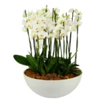 Bacia branca com 12 orquídeas Phalaenopsis brancas em arranjo sofisticado, ideal para presentes elegantes e decoração de interiores em São Paulo.