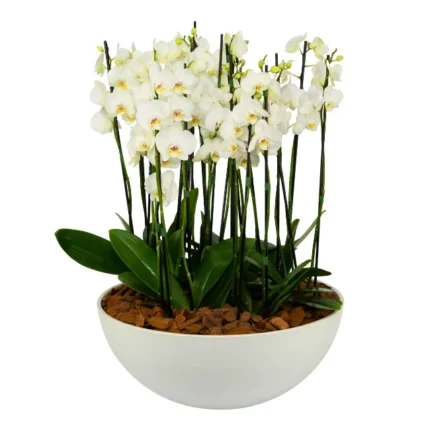 Bacia branca com 12 orquídeas Phalaenopsis brancas em arranjo sofisticado, ideal para presentes elegantes e decoração de interiores em São Paulo.