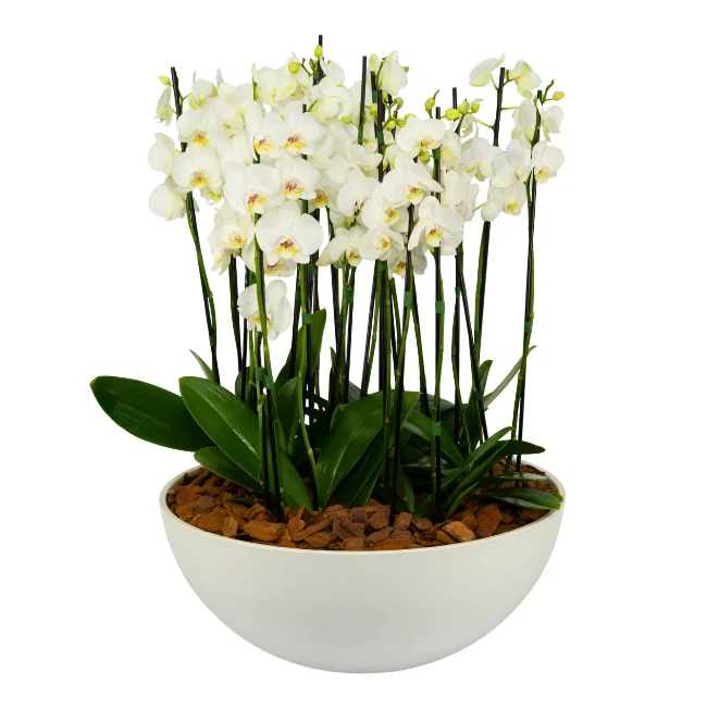 Bacia branca com 12 orquídeas Phalaenopsis brancas em arranjo sofisticado, ideal para presentes elegantes e decoração de interiores em São Paulo.