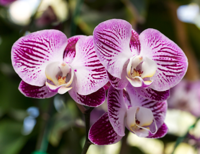 Close em três orquídeas roxas em um fundo verde natureza desfocado.
