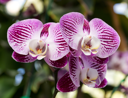 Close em três orquídeas roxas em um fundo verde natureza desfocado.